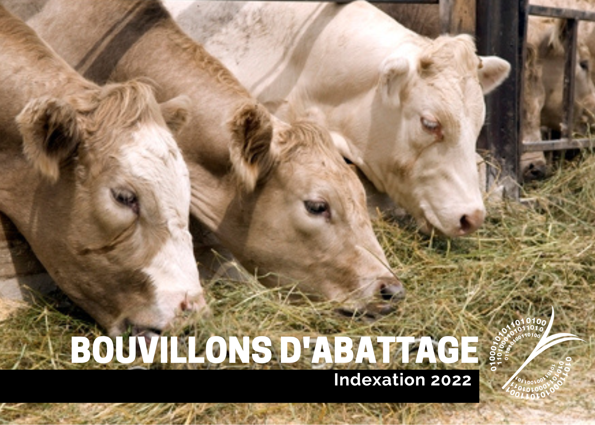 Récentes publications : Indexation 2022 - Bouvillons d'abattage